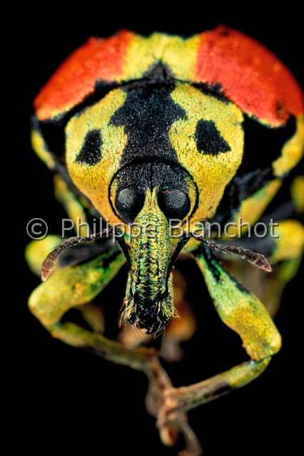 Chloropholus rubrovittatus.JPG - in "Portraits d'insectes" ed. SeuilChloropholus rubrovittatusCharanconSnout beetleColeopteraCurculionidaeMadagascar